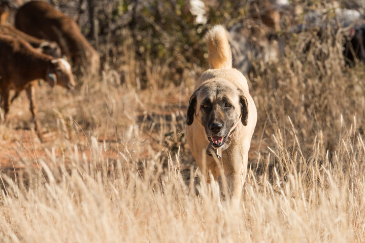 Kangal