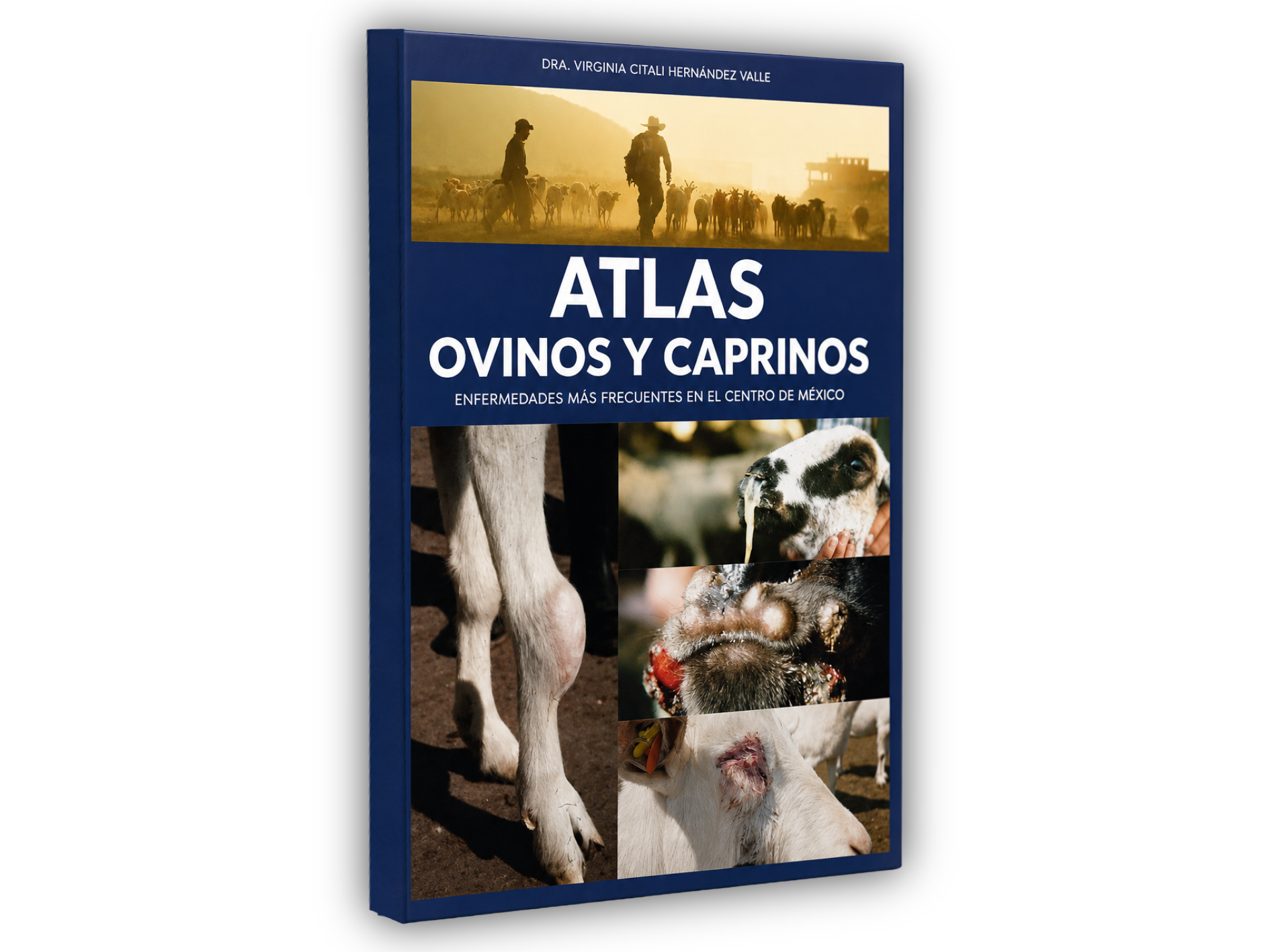 Libro ovinos Libro Atlas Ovinos y Caprinos Enfermedades más frecuentes en el centro de México - Imagen 1